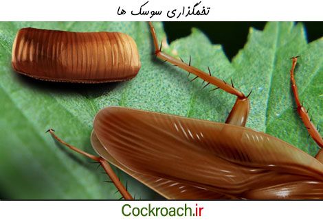 سوسک ها چگونه تخم گذاری می کنند؟